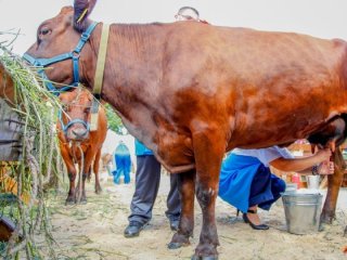 Объемы экспорта сухого молока из Башкирии в Китай остаются на высоком уровне