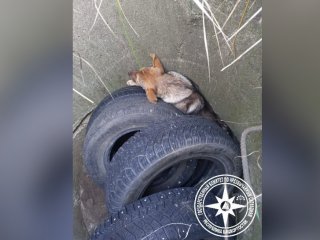В Башкирии спасатели помогли застрявшей в колодце собаке