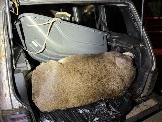 В Башкирии задержали браконьеров, незаконно убивших лося
