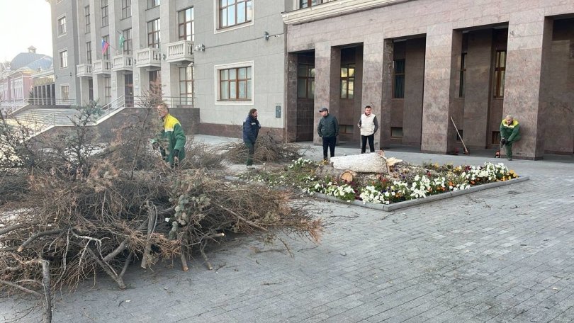 Две опасные ели срубили на Советской площади в Уфе Две опасные ели срубили на Советской площади в Уфе