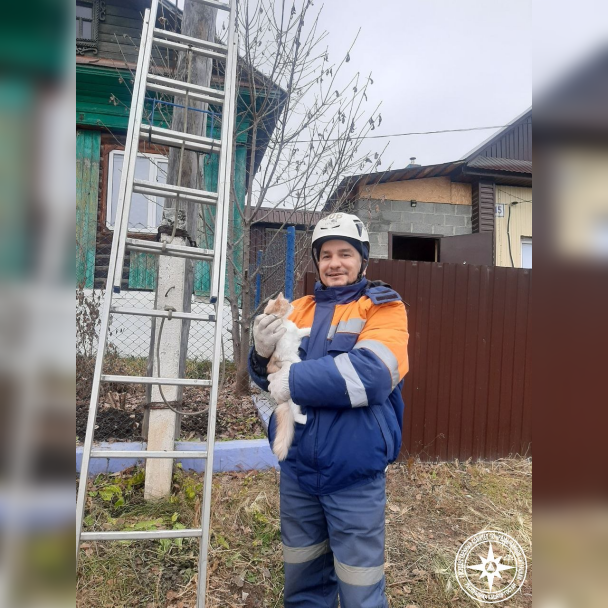 В Башкирии спасатели помогли кошке, которая залезла на электрический столб В Башкирии спасатели помогли кошке, которая залезла на электрический столб