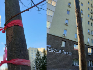 В Уфе поврежденные саженцы лип обработали садовым варом