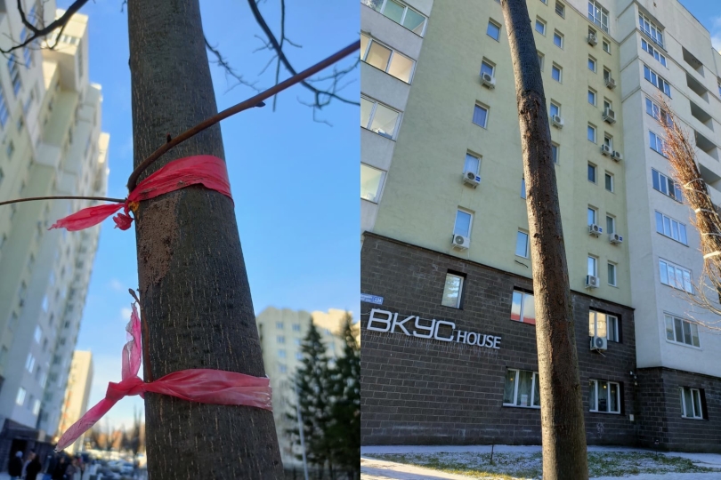 В Уфе поврежденные саженцы лип обработали садовым варом В Уфе поврежденные саженцы лип обработали садовым варом