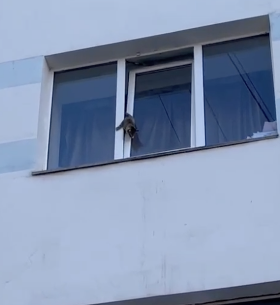 В Уфе спасли котенка, застрявшего в окне В Уфе спасли котенка, застрявшего в окне