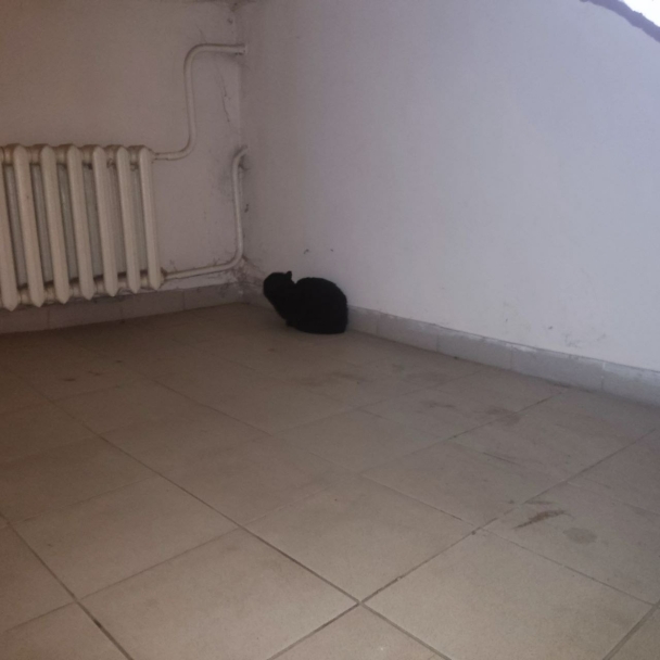 В Уфе за день спасли еще одного кота В Уфе за день спасли еще одного кота