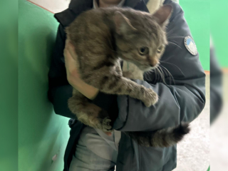 В Уфе сотрудники МЧС спасли кота из горящего дома