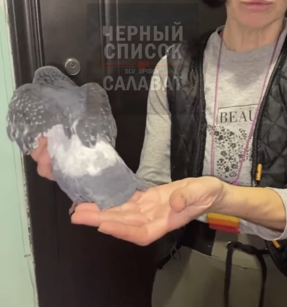 «Отстригли хвост и крылья»: в городе Башкирии живодеры искалечили голубя «Отстригли хвост и крылья»: в городе Башкирии живодеры искалечили голубя