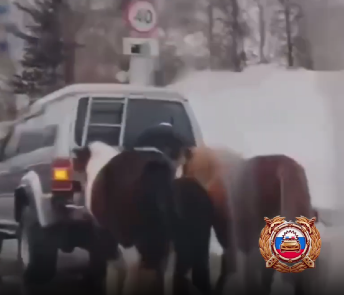 В Башкирии накажут водителя, привязавшего лошадей к автомобилю В Башкирии накажут водителя, привязавшего лошадей к автомобилю