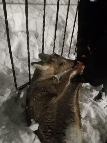 В Башкирии помогли косуле, которая застряла в заборе В Башкирии помогли косуле, которая застряла в заборе