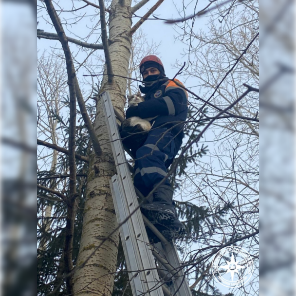 В Башкирии спасатели пришли на помощь застрявшей на дереве кошке В Башкирии спасатели пришли на помощь застрявшей на дереве кошке
