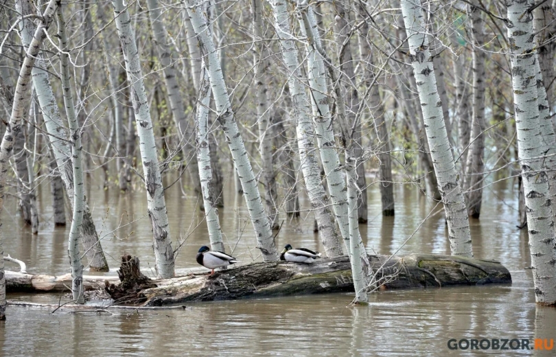 В Башкирии уровень воды в Белой может подняться до семи метров В Башкирии уровень воды в Белой может подняться до семи метров