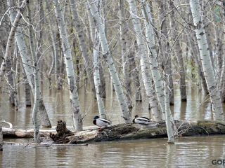 В Башкирии уровень воды в Белой может подняться до семи метров 