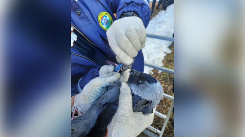 В Уфе спасатели пришли на помощь вороне, запутавшейся в леске В Уфе спасатели пришли на помощь вороне, запутавшейся в леске