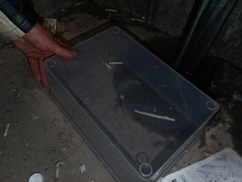 В Уфе в подъезде многоэтажки нашли огромного тарантула В Уфе в подъезде многоэтажки нашли огромного тарантула