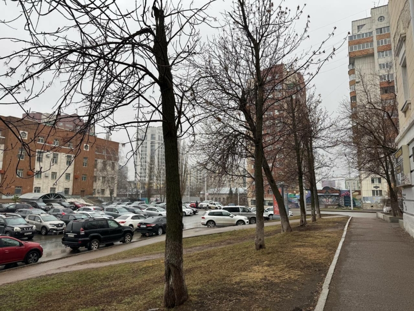 В Уфе высадят 17 лип на улице Карла Маркса В Уфе высадят 17 лип на улице Карла Маркса