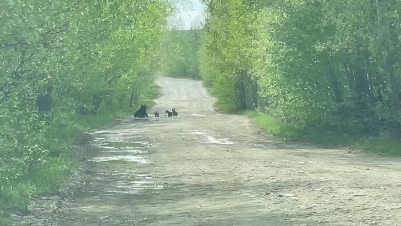 Туристы встретили семейство медведей в нацпарке Башкирии Туристы встретили семейство медведей в нацпарке Башкирии