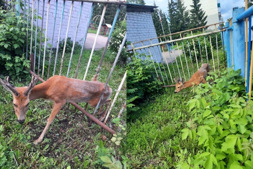 В Башкирии в заборе детского сада застряла косуля В Башкирии в заборе детского сада застряла косуля
