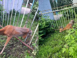 В Башкирии в заборе детского сада застряла косуля