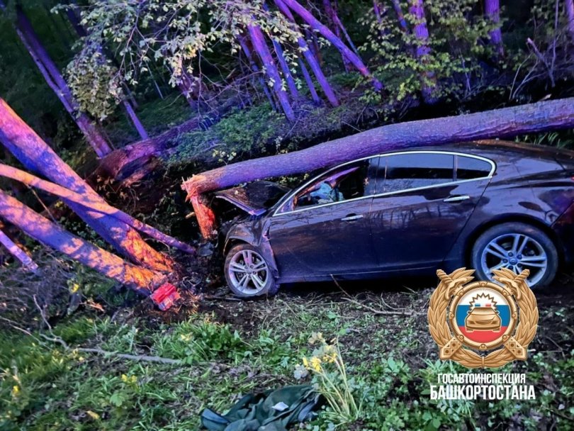 В Башкирии водитель сбил насмерть лося и врезался в дерево, погиб пассажир В Башкирии водитель сбил насмерть лося и врезался в дерево, погиб пассажир