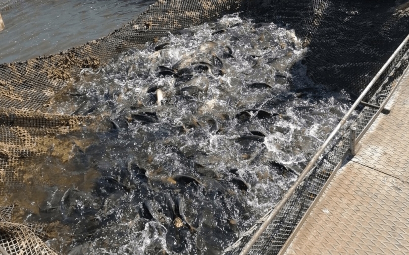 В Башкортостане в водохранилище запустили 45 тысяч мальков белого амура и толстолобика В Башкортостане в водохранилище запустили 45 тысяч мальков белого амура и толстолобика