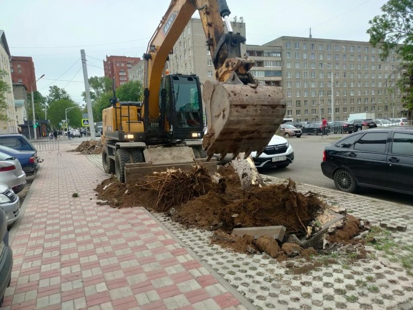 В историческом центре Уфы вместо аварийных деревьев высадят молодые крупномеры В историческом центре Уфы вместо аварийных деревьев высадят молодые крупномеры