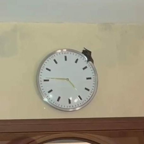 В Уфе спасатели вызволили из квартиры летучую мышь В Уфе спасатели вызволили из квартиры летучую мышь