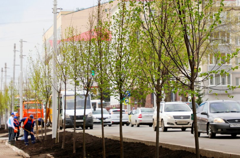 В Уфе высадят 202 крупномерных саженца липы В Уфе высадят 202 крупномерных саженца липы