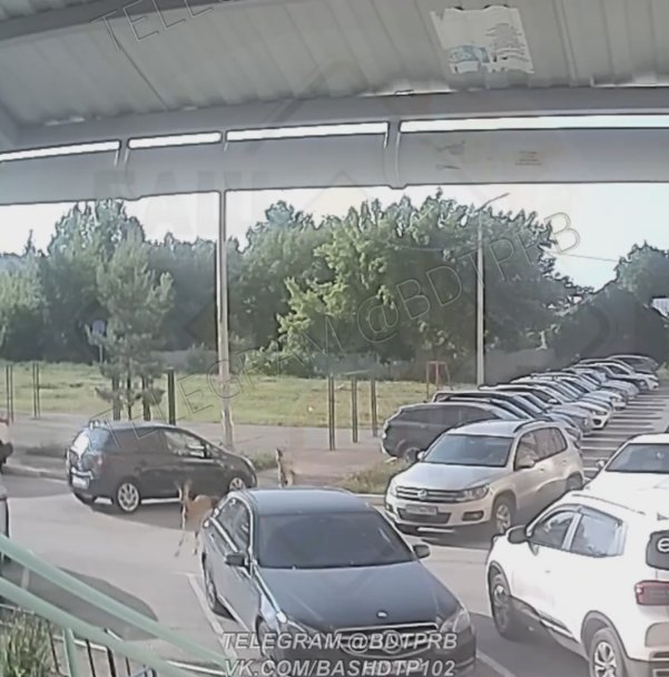 Уфимцы заметили двух косуль в городе Уфимцы заметили двух косуль в городе