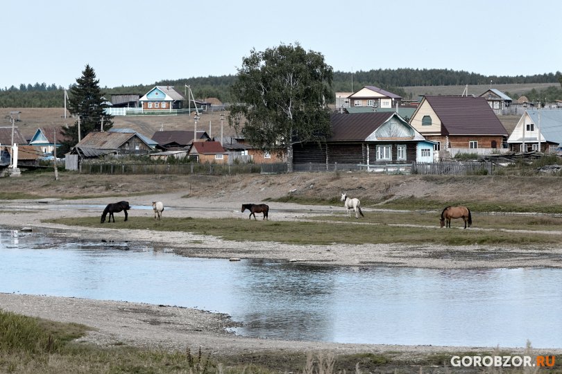 В Башкирии рассказали, почему медведи нападают на людей В Башкирии рассказали, почему медведи нападают на людей
