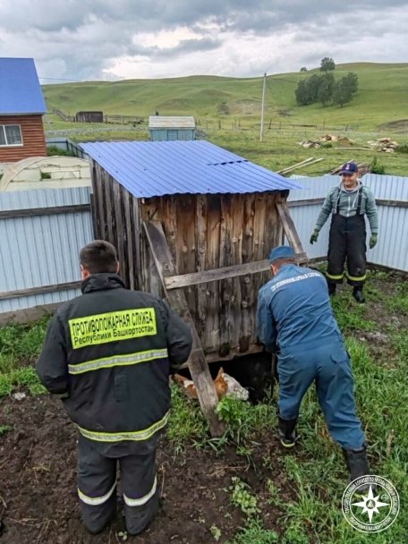 В Башкирии спасатели помогли корове, упавшей в глубокую яму В Башкирии спасатели помогли корове, упавшей в глубокую яму