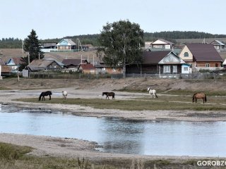 В одном из районов Башкирии введен карантин по бешенству