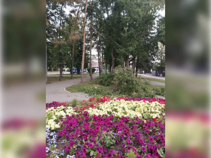 В Уфе на женщину упало дерево В Уфе на женщину упало дерево