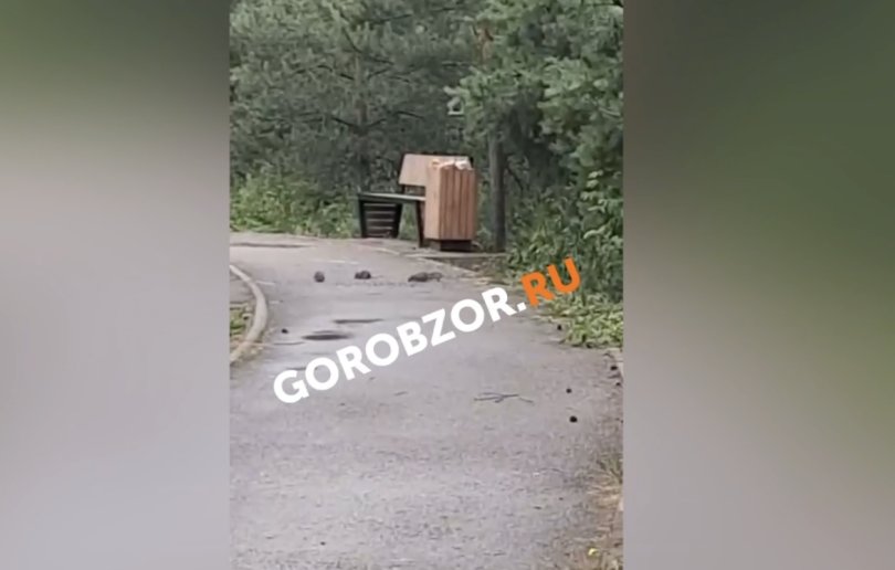 В Уфе стая огромных крыс кидается на людей в сквере В Уфе стая огромных крыс кидается на людей в сквере