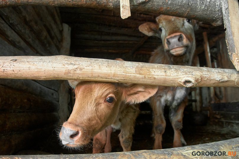 Башкирия нарастила экспорт молочной продукции в Китай Башкирия нарастила экспорт молочной продукции в Китай