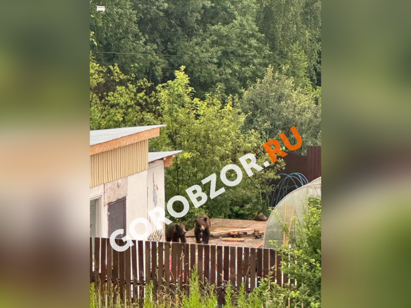 Дерущиеся медведи держат в страхе жителей города в Башкирии Дерущиеся медведи держат в страхе жителей города в Башкирии