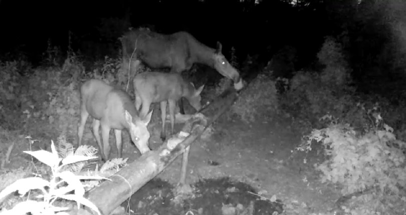 В фотоловушку Башкирии попала лосиха с лосятами В фотоловушку Башкирии попала лосиха с лосятами