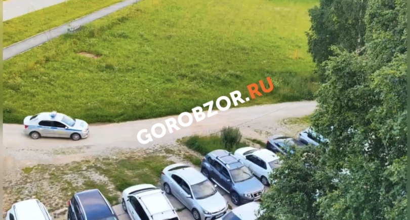 В городе Башкирии сотрудники ДПС гонялись за волком В городе Башкирии сотрудники ДПС гонялись за волком