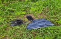 В Башкирии рыбак обнаружил в пруду тело женщины