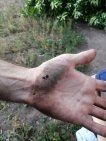 «Ребенок потерял сознание»: в Уфе во дворе на семью рухнуло дерево