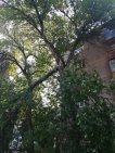 «Ребенок потерял сознание»: в Уфе во дворе на семью рухнуло дерево