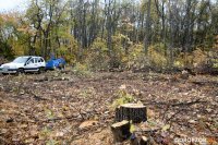 В Уфе частично вырубают Кошкин лес: разбираемся, что там происходит