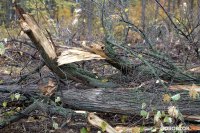 В Уфе частично вырубают Кошкин лес: разбираемся, что там происходит
