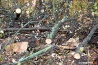В Уфе частично вырубают Кошкин лес: разбираемся, что там происходит