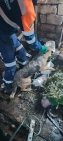В Башкирии спасатели помогли собаке, которая упала в погреб