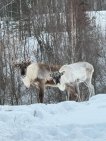 Мэр Уфы показал диких животных, которых встретил в лесу