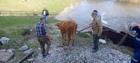 В Башкирии спасатели помогли быку, который упал с моста