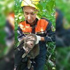 В Уфе спасатели помогли двум кошкам слезть с дерева