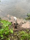 В Уфе помогли лошади, которая сорвалась с обрыва