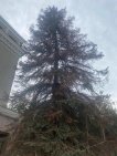 Две опасные ели срубили на Советской площади в Уфе