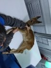В Башкирии спасают малыша косули